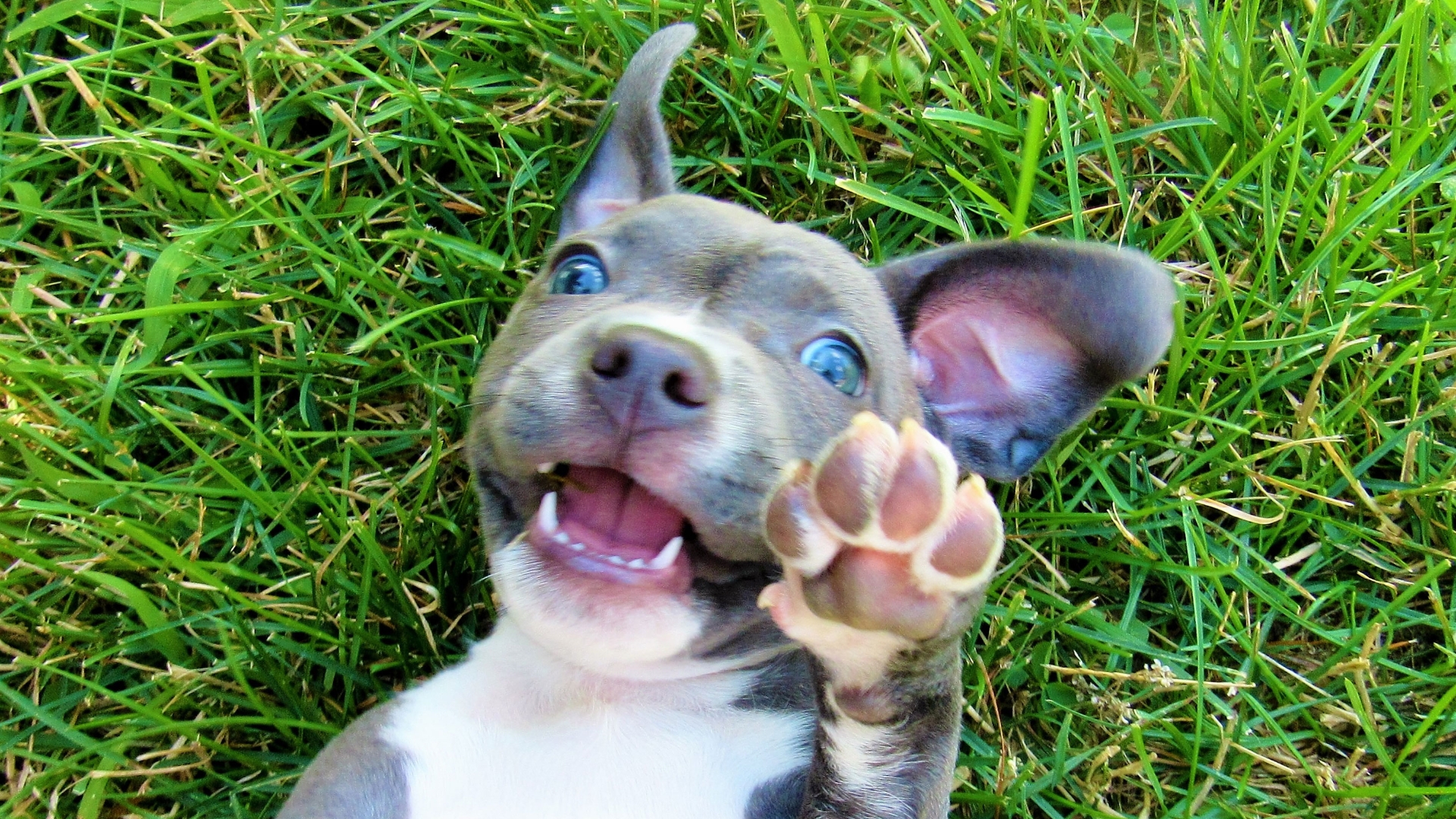 Why We Have Pets All of That